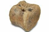 Hadrosaur (Edmontosaurus) Caudal Vertebra Centrum - South Dakota #316925-1